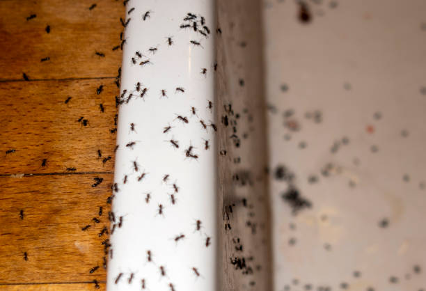 Best Best Pest Control Companies  in High Bridge, NJ