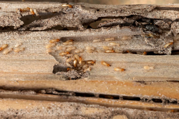 Best Residential Pest Control  in High Bridge, NJ